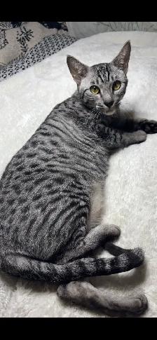 Savannah cat , 'HP' breeder - Photo 4