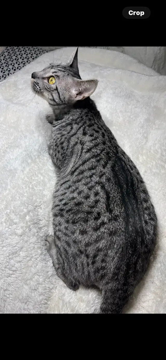 Savannah cat , 'HP' breeder - Photo 6