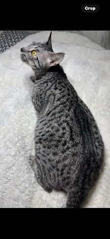 Savannah cat , 'HP' breeder - Photo 6
