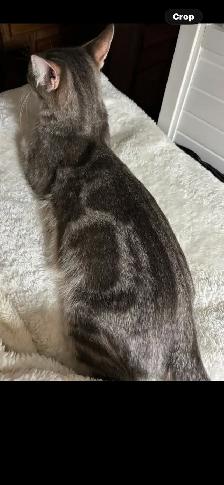 Savannah cat , 'HP' breeder - Photo 7