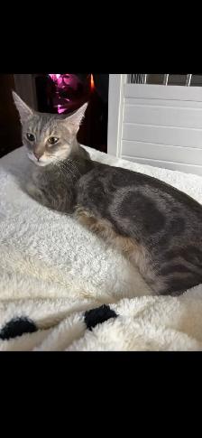 Savannah cat , 'HP' breeder - Photo 8