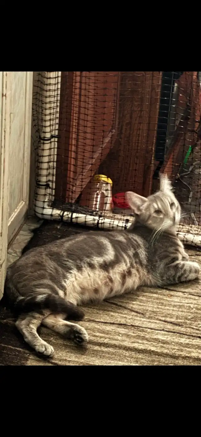 Savannah cat , 'HP' breeder - Photo 9