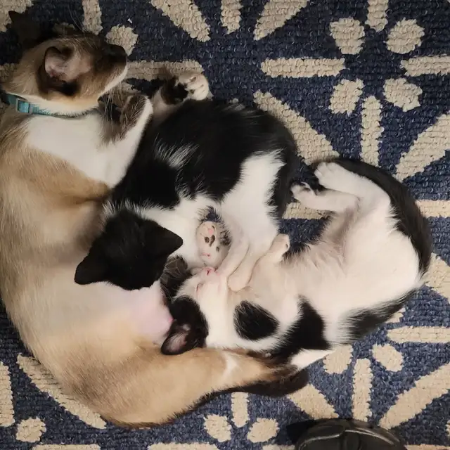 Chattons adorables