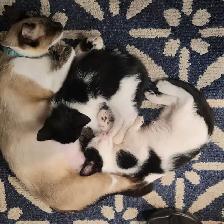 Chattons adorables
