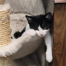 Chattons adorables - Photo 2