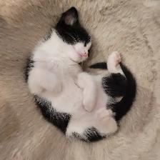 Chattons adorables - Photo 3