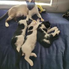 Chattons adorables - Photo 4