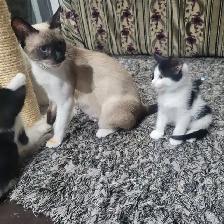 Chattons adorables - Photo 6