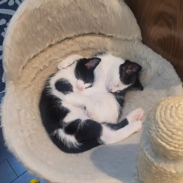 Chattons adorables - Photo 7