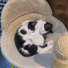 Chattons adorables - Photo 7