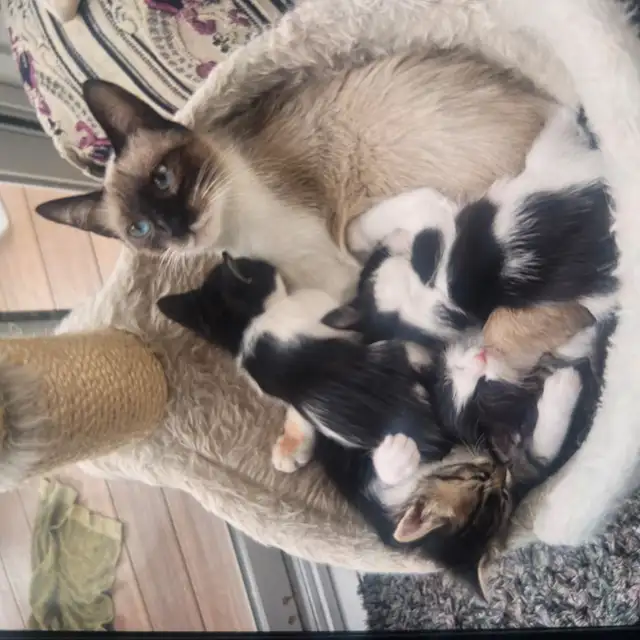 Chattons adorables - Photo 8