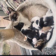 Chattons adorables - Photo 8