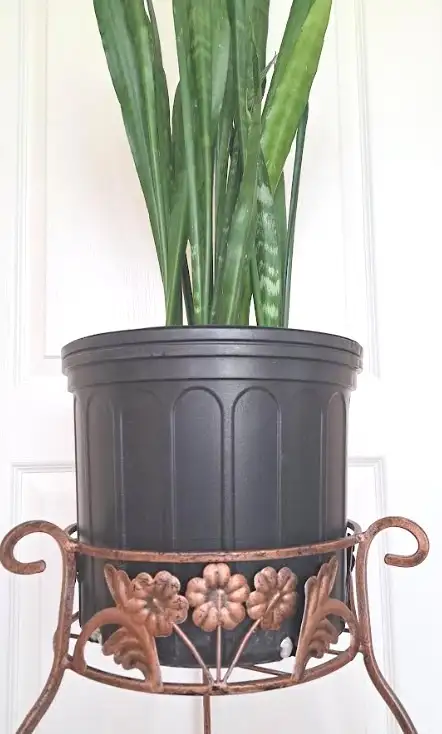 SNAKE PLANT   STAND - Photo 5
