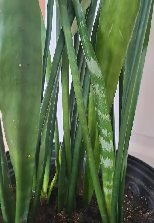 SNAKE PLANT   STAND - Photo 6