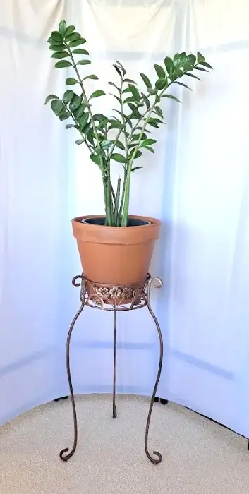 ZZ PLANT   STAND - Photo 2