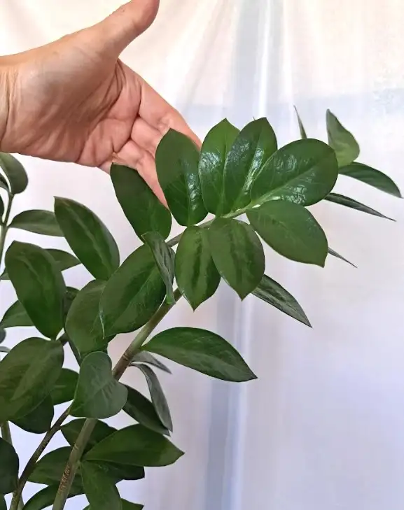 ZZ PLANT   STAND - Photo 6