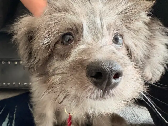 Puppy for sale