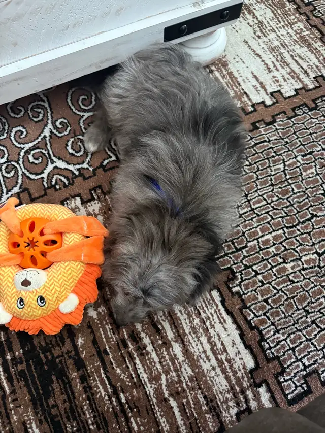 Puppy for sale - Photo 2