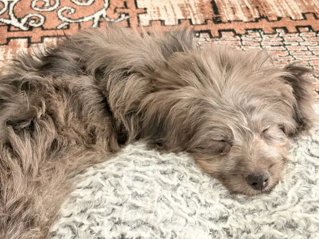 Puppy for sale - Photo 3