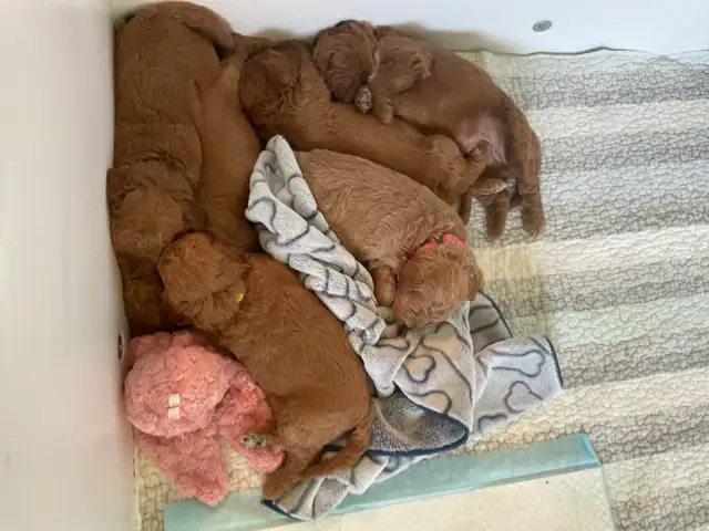 chiots,  GoldenDoodle,  Golden doodle, moyens,  à vendre