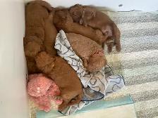 chiots,  GoldenDoodle,  Golden doodle, moyens,  à vendre