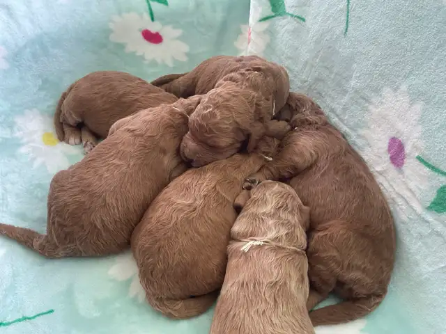 chiots,  GoldenDoodle,  Golden doodle, moyens,  à vendre - Photo 2