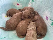 chiots,  GoldenDoodle,  Golden doodle, moyens,  à vendre - Photo 2