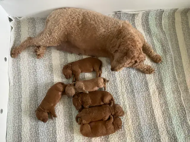 chiots,  GoldenDoodle,  Golden doodle, moyens,  à vendre - Photo 3
