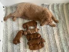 chiots,  GoldenDoodle,  Golden doodle, moyens,  à vendre - Photo 3