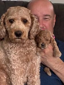 chiots,  GoldenDoodle,  Golden doodle, moyens,  à vendre - Photo 4