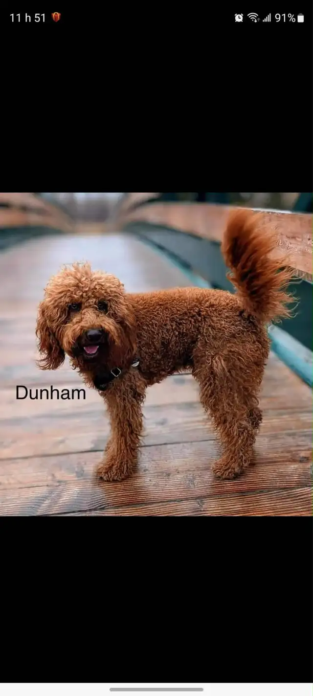chiots,  GoldenDoodle,  Golden doodle, moyens,  à vendre - Photo 5