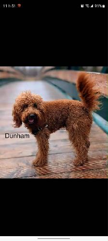chiots,  GoldenDoodle,  Golden doodle, moyens,  à vendre - Photo 5