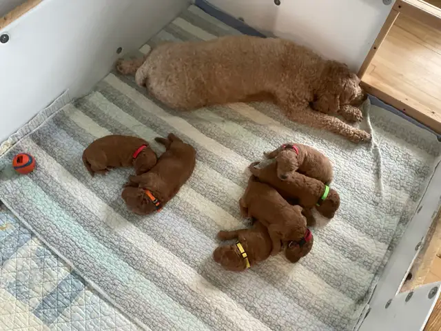 chiots,  GoldenDoodle,  Golden doodle, moyens,  à vendre - Photo 6