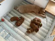 chiots,  GoldenDoodle,  Golden doodle, moyens,  à vendre - Photo 6