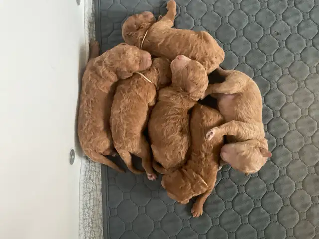 chiots,  GoldenDoodle,  Golden doodle, moyens,  à vendre - Photo 7
