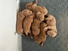 chiots,  GoldenDoodle,  Golden doodle, moyens,  à vendre - Photo 7
