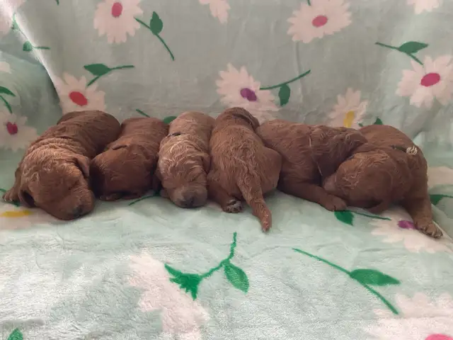 chiots,  GoldenDoodle,  Golden doodle, moyens,  à vendre - Photo 8