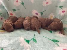 chiots,  GoldenDoodle,  Golden doodle, moyens,  à vendre - Photo 8