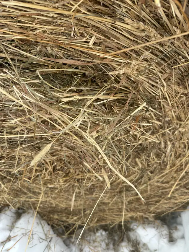 1st cut 4x5’s round bale - Photo 2