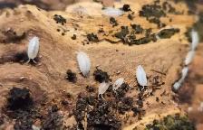 ISOPOD SALE - Photo 2