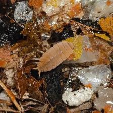 ISOPOD SALE - Photo 3
