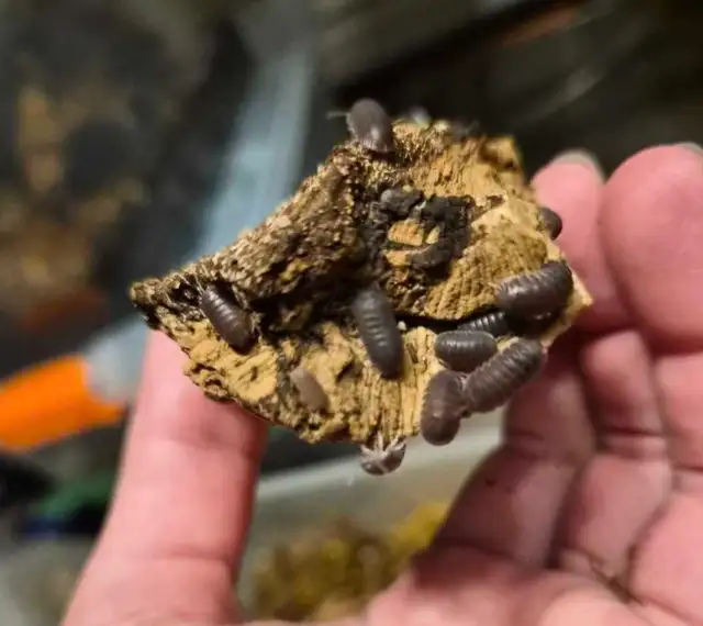 ISOPOD SALE - Photo 4