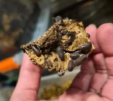 ISOPOD SALE - Photo 4