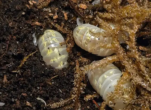 ISOPOD SALE - Photo 5