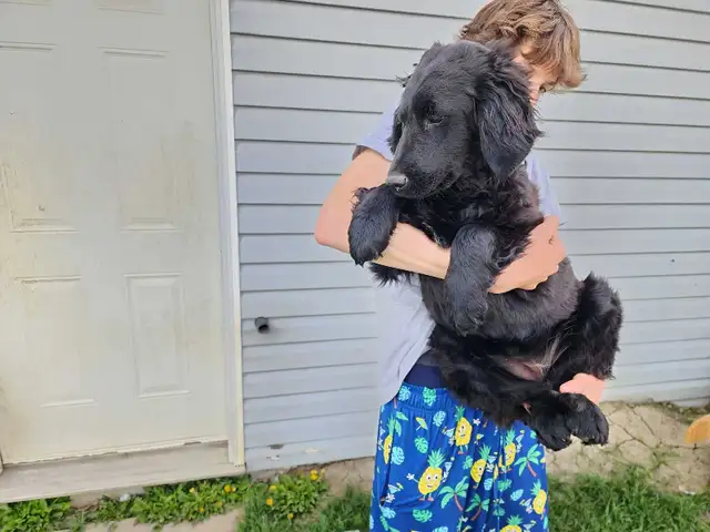 Older mix breed puppies.