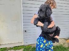 Older mix breed puppies.