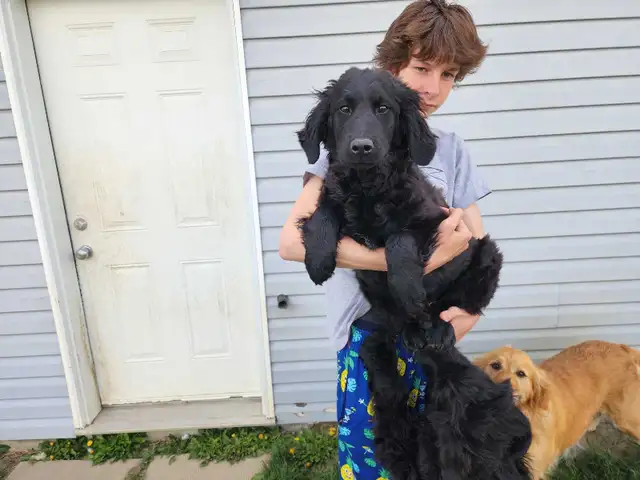 Older mix breed puppies. - Photo 2