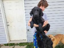 Older mix breed puppies. - Photo 2