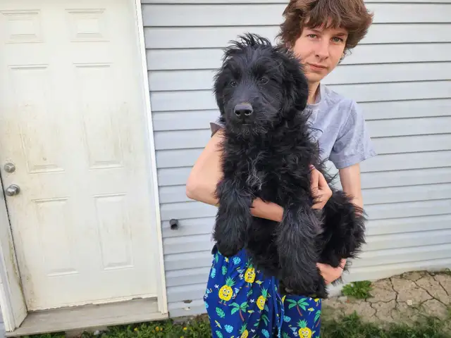 Older mix breed puppies. - Photo 3