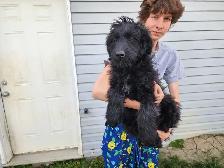 Older mix breed puppies. - Photo 3